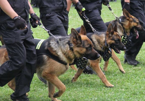 西安高端随身警犬护卫