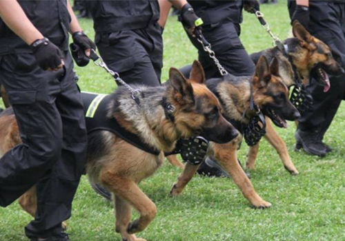 海南高端随身警犬护卫